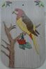 ANIMALI032